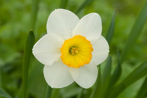 daffodil or narcissus all narcissus varieties contain the alkaloid 